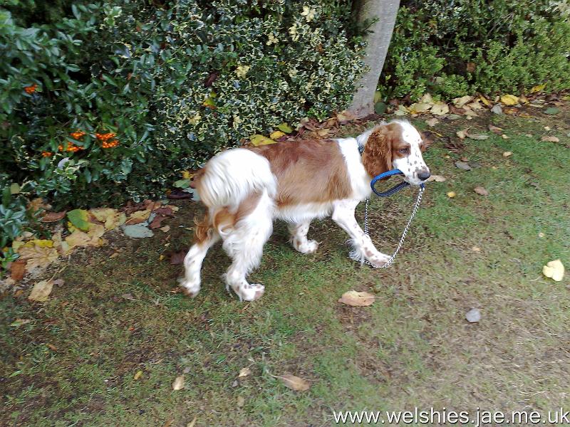 2009-10-10 01.jpg - I'm on a lead, honest!